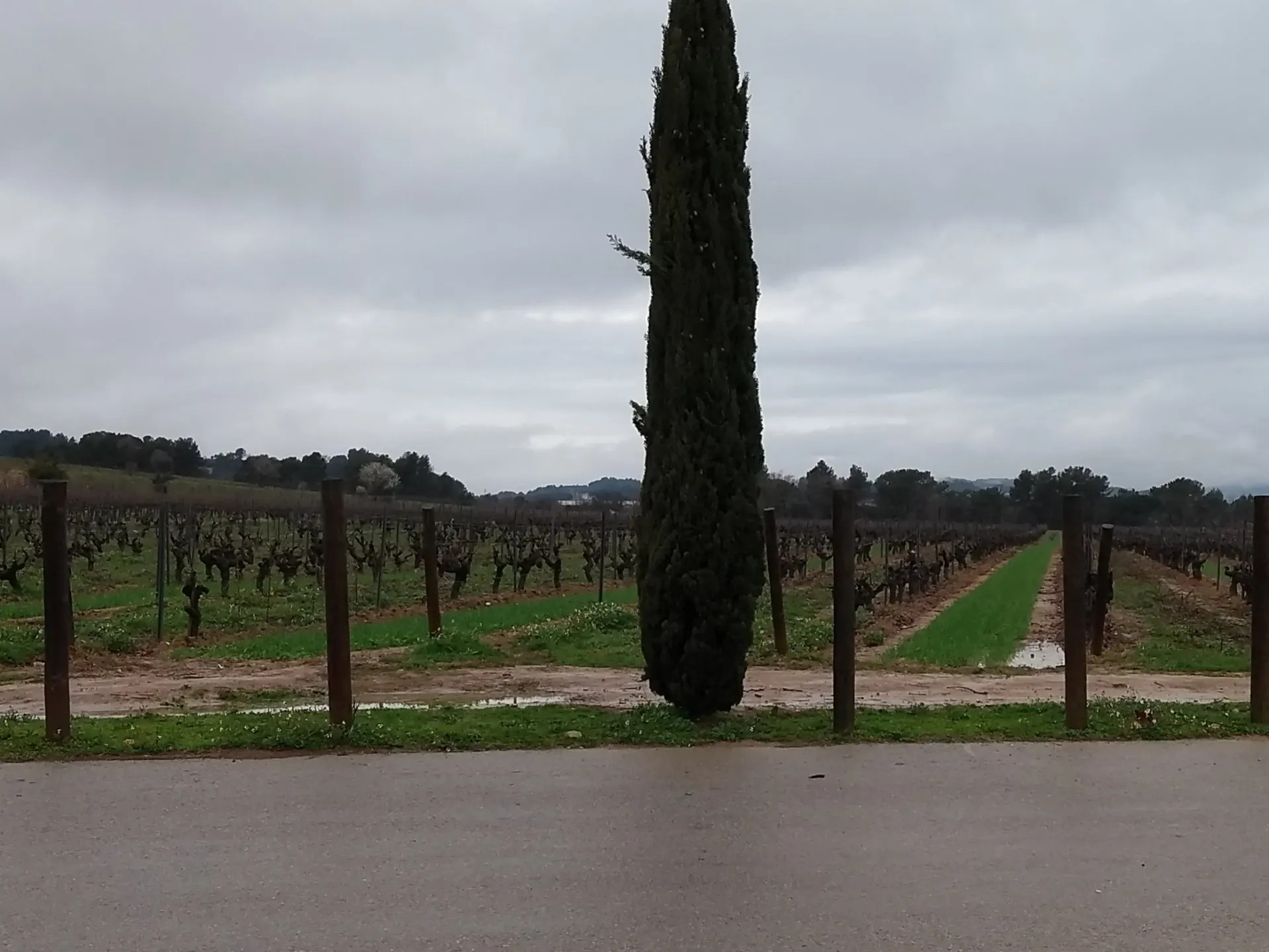 Vineyard in the Cavas area